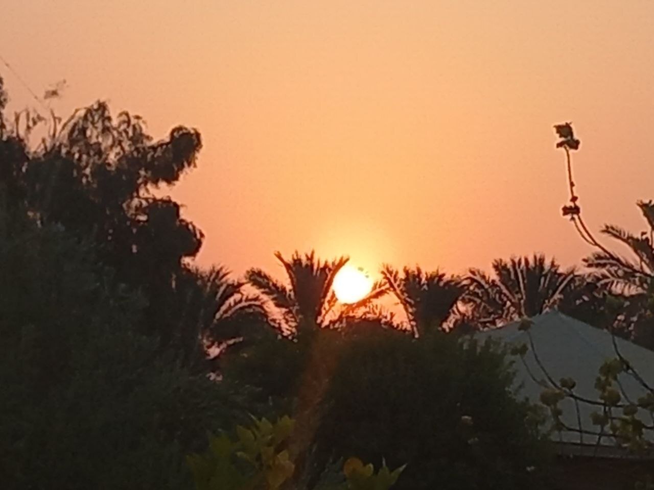 خورشید در بین درختان