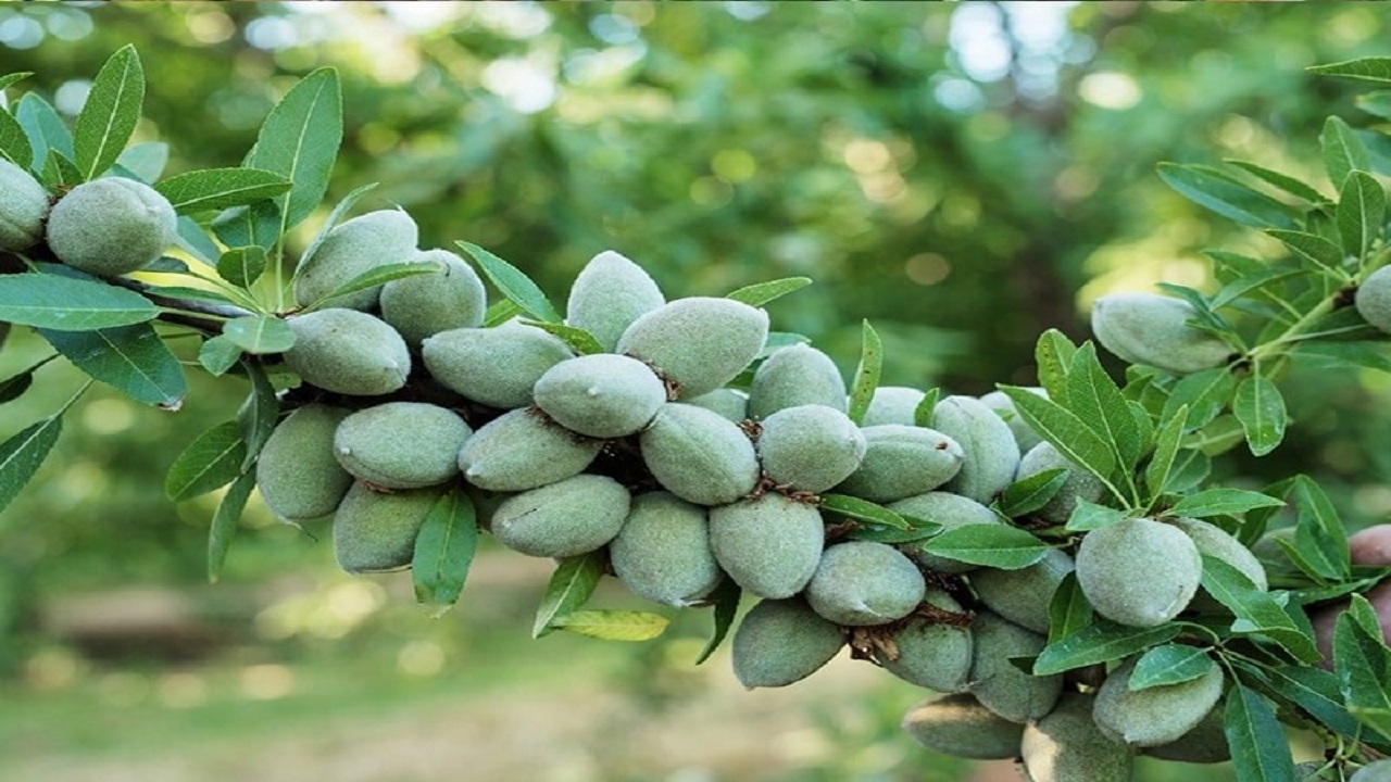 آغاز برداشت بادام از باغ‌های روستای توآباد قزوین + فیلم و تصاویر