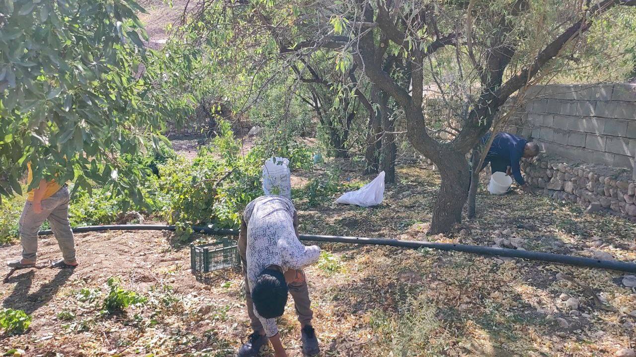 برداشت بادام