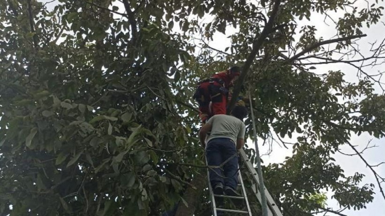 نجات مرد گرفتار در بالای درخت گردو
