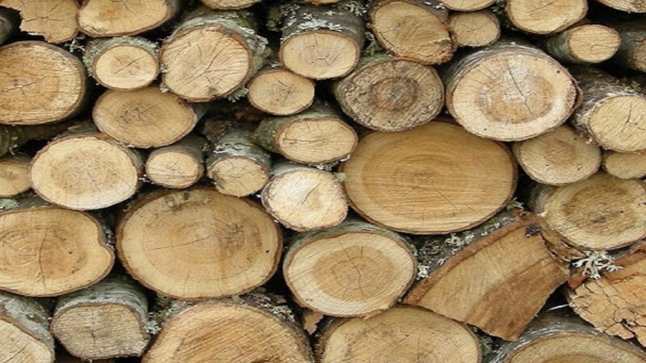 کشف ۳۱۷ متر مکعب چوب قاچاق در قزوین