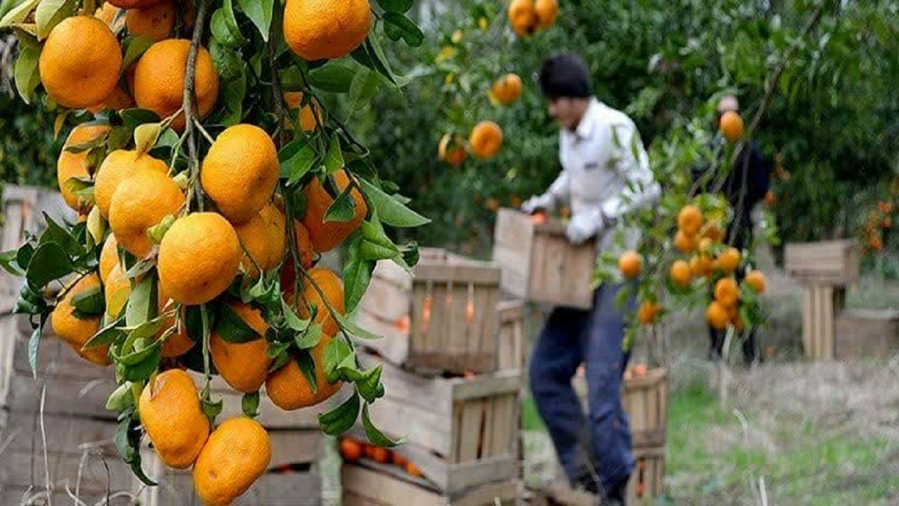 پیش بینی برداشت بیش از ۱۲۵ هزار تن نارنگی از باغ‌های ساری