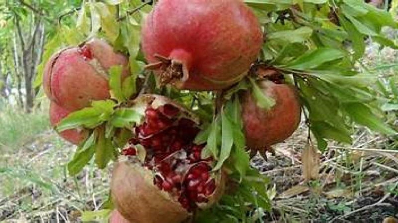برداشت سالانه ۵۰۰۰ تن انار در مهرستان