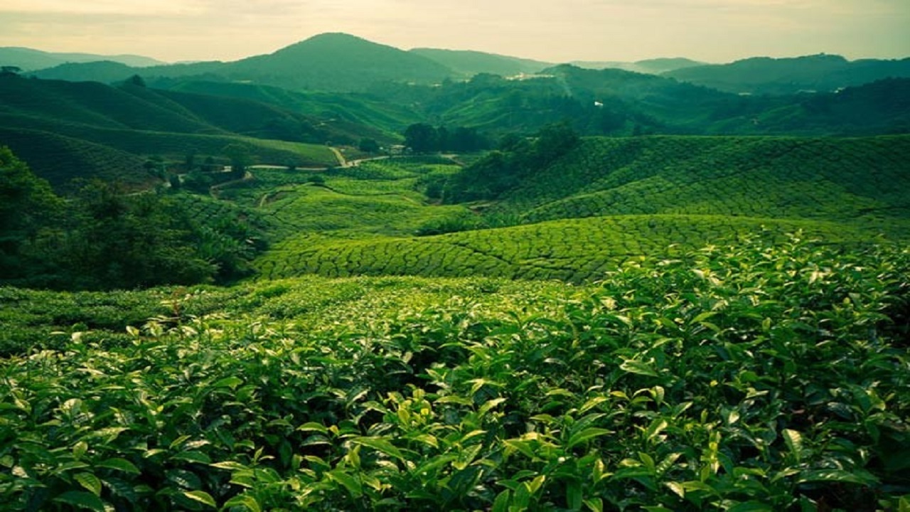 نمایی زیبا از مزرعه چای روستای لولمان گیلان + فیلم