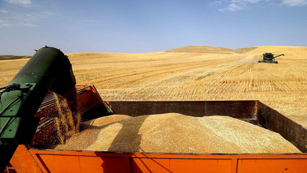 ۷۰ درصد مطالبات گندمکاران استان مرکزی پرداخت شد