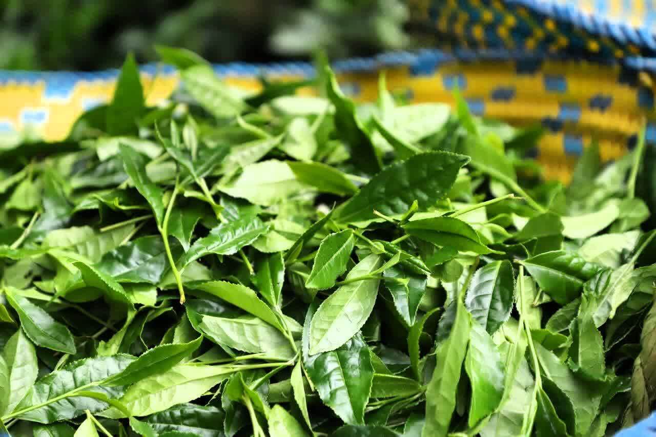 برداشت بیش از ۲۴ هزار تن برگ سبز چای در رودسر