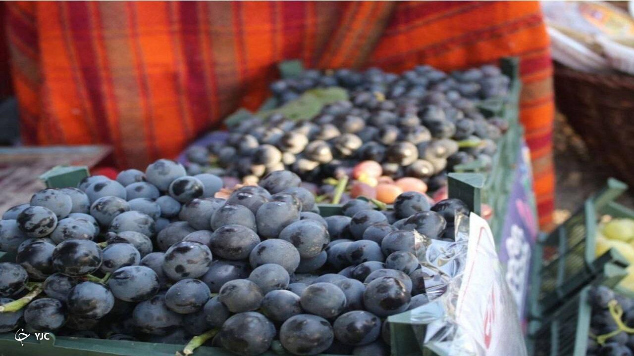 انواع انگور سیاه سردشت در جشنواره به شرکت‌کنندگان عرضه می‌شود