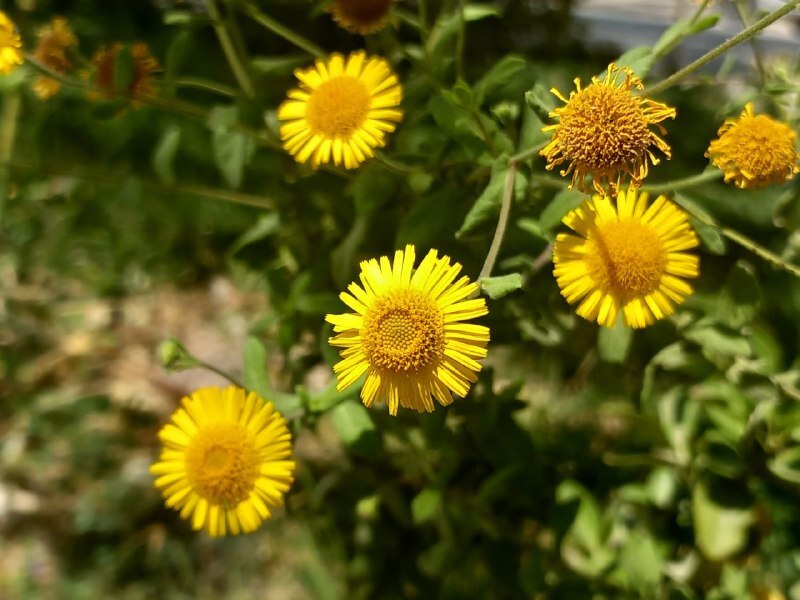 گل بابونه