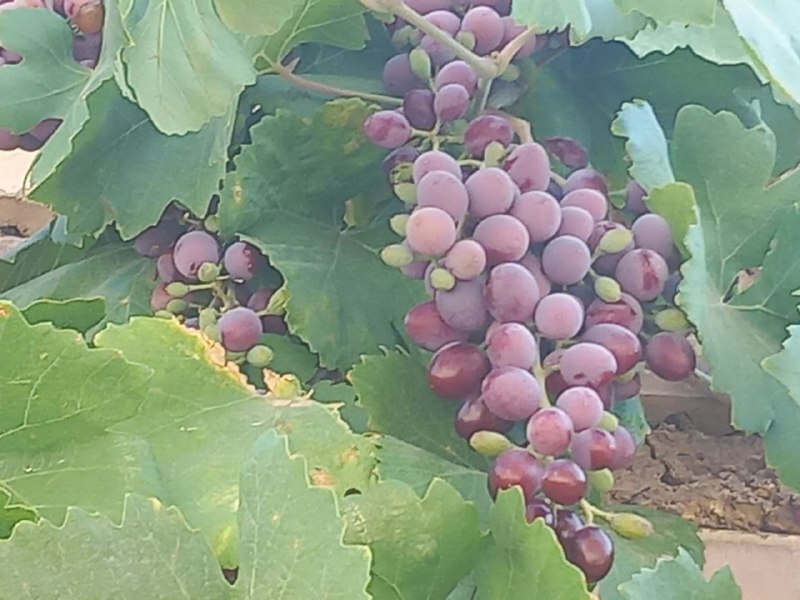 خوشه انگور