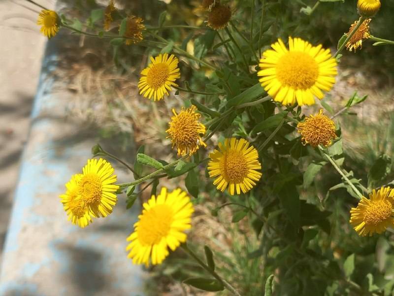 گل های طبیعی