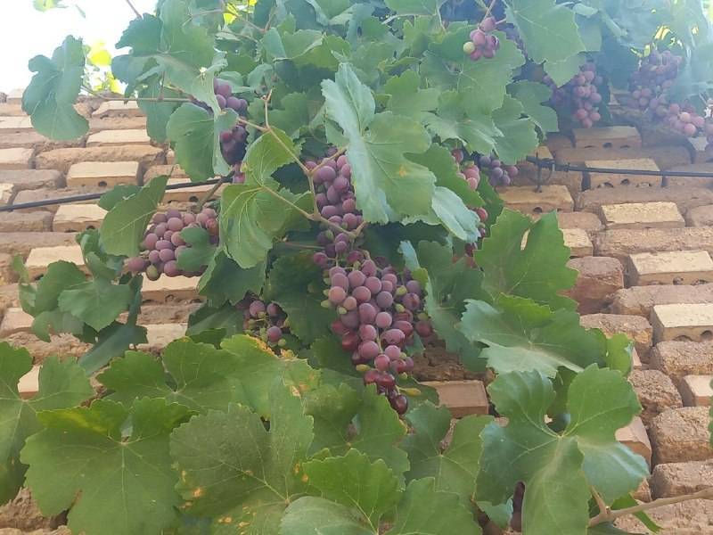 میوه انگور