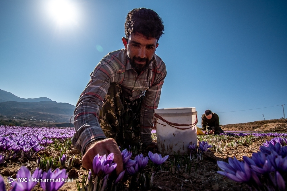 بررسی قیمت برخی از نشان های تجاری زعفران در بازار امروز