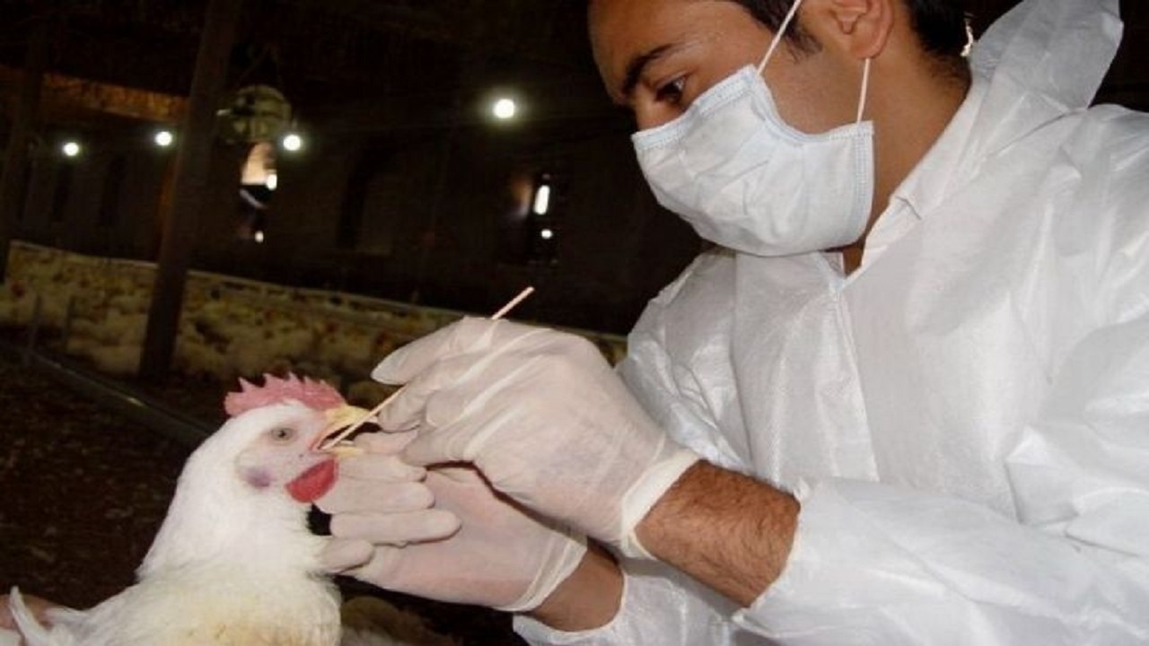 آنفولانزای فوق حاد در کمین پرندگان
