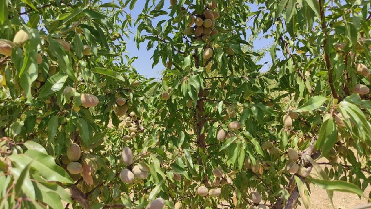 پیش بینی برداشت ۲۵ هزار تن بادام از باغات چهارمحال و بختیاری