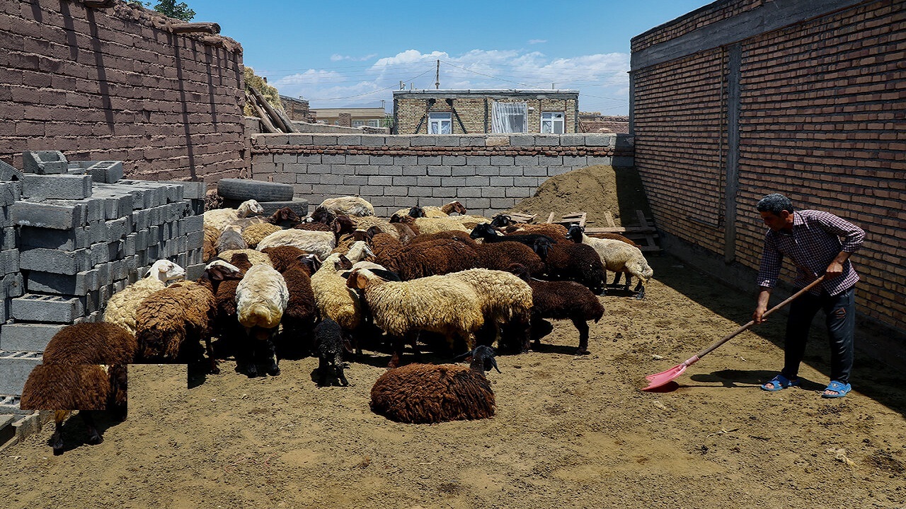 کمبود گوشت قرمز، زخم کهنه ناشی از بی توجهی به توسعه روستایی