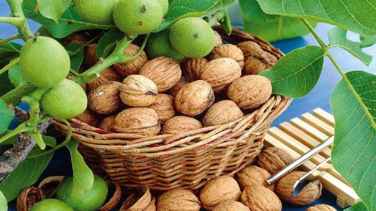 برداشت گردو از ۴ هزار هکتار باغات نهاوند