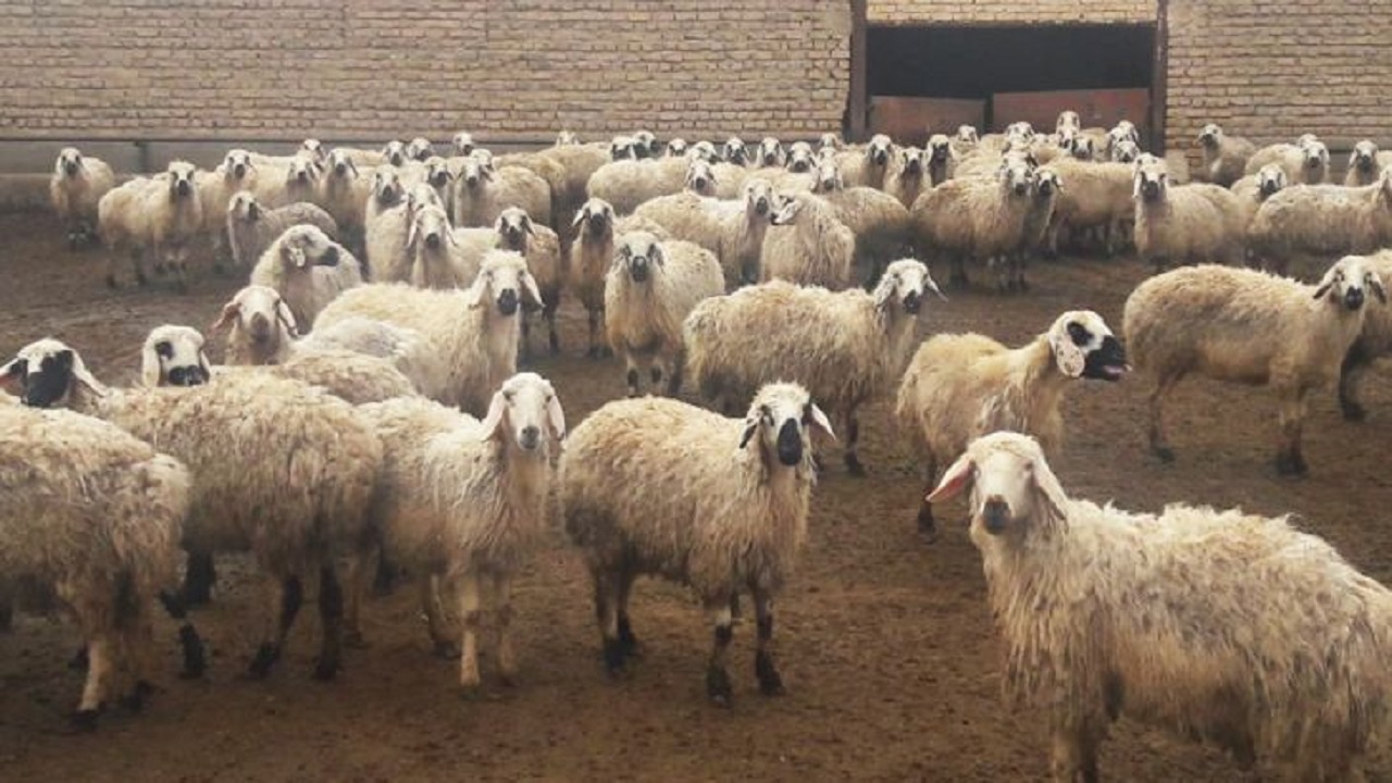طرح پرواربندی برای ۳۰ هزار دام عشایر خراسان شمالی