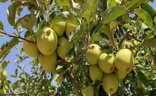 آغاز برداشت سیب در شیروان