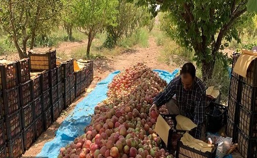 آغاز برداشت سیب در شیروان