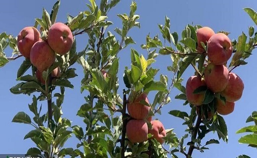 آغاز برداشت سیب در شیروان