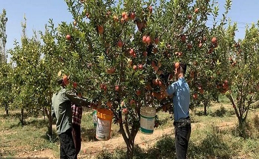 آغاز برداشت سیب در شیروان