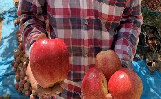 آغاز برداشت سیب در شیروان