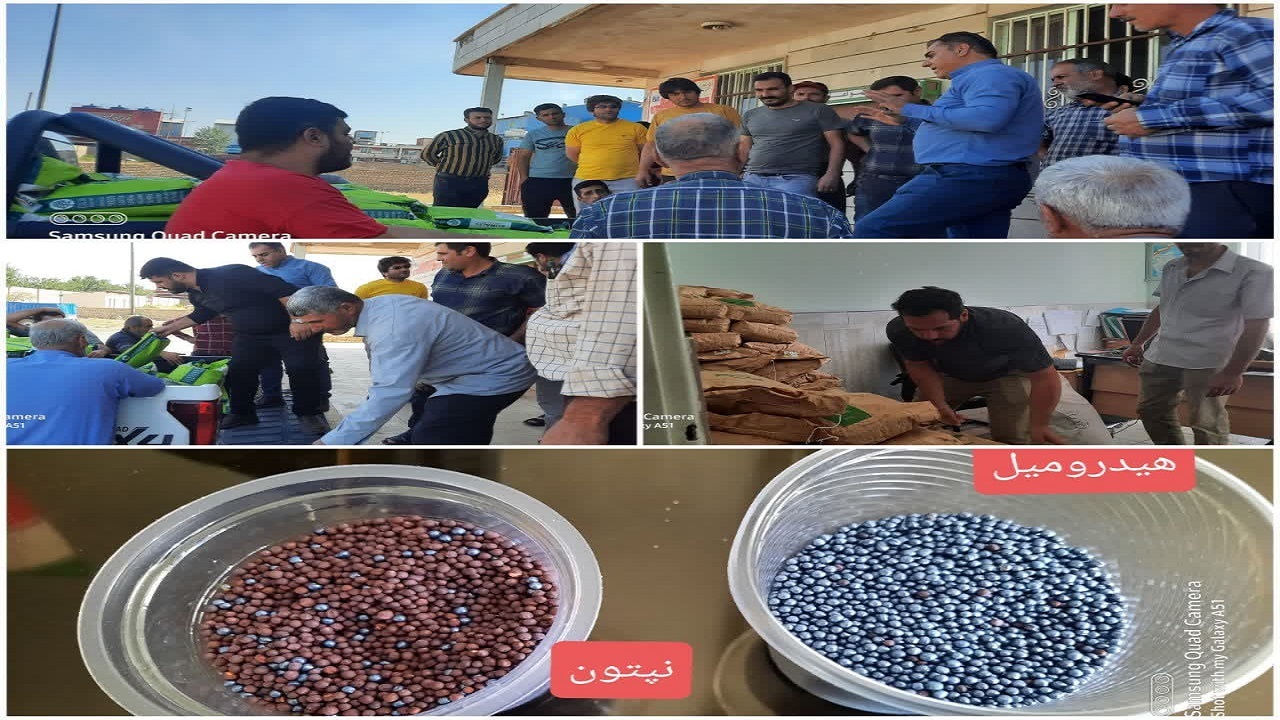 آغاز توزیع بذر کلزا برای سال زراعی جدید در شهرستان قزوین