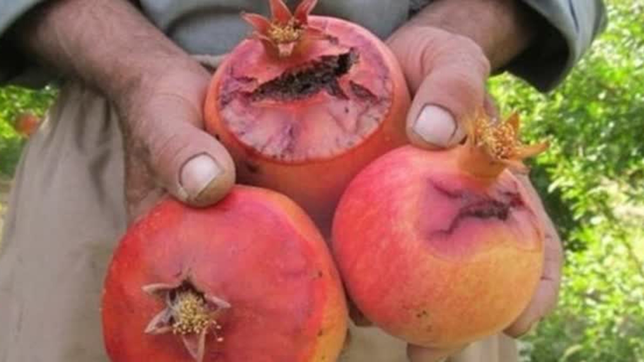 آفت مگس میوه مدیترانه&zwnj;ای در باغات انار