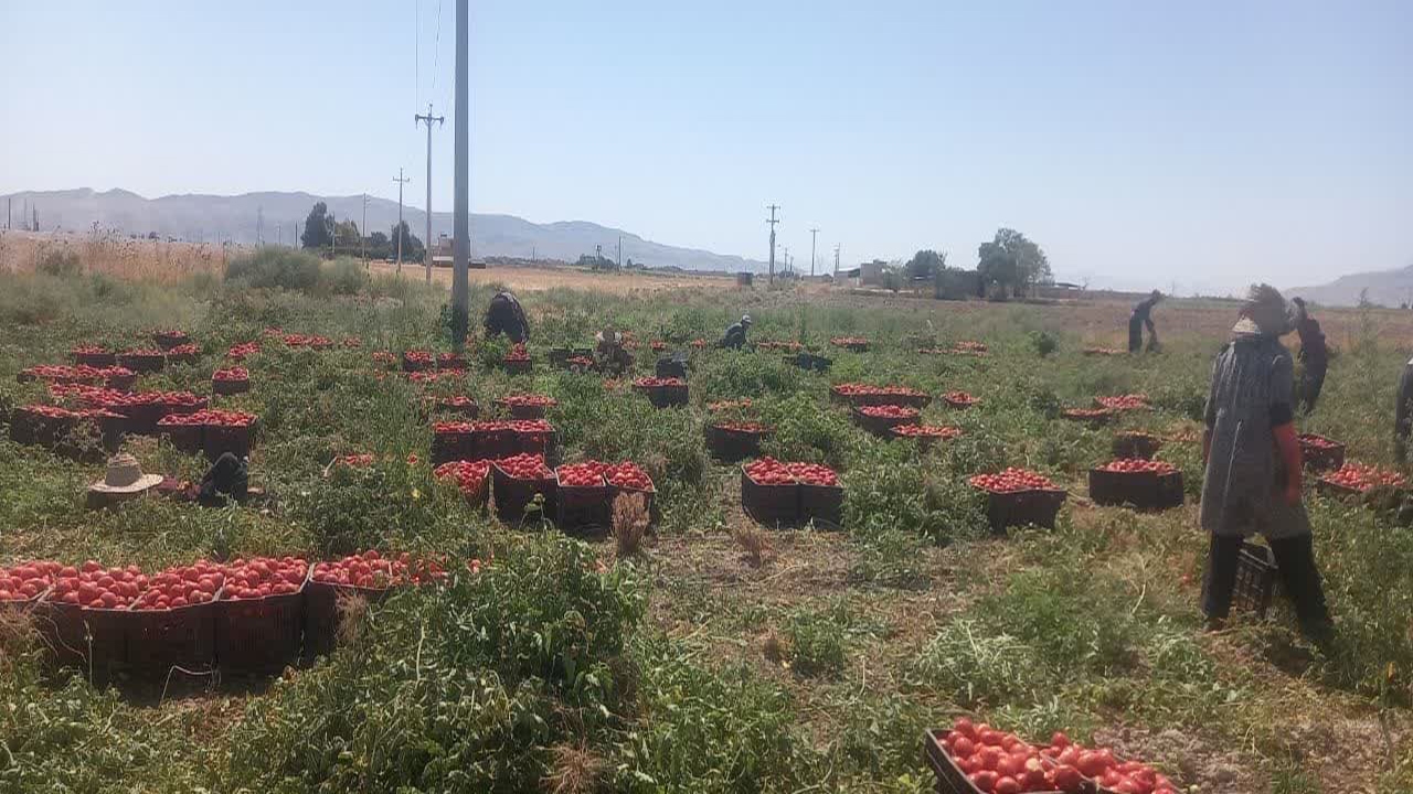 برداشت گوجه فرنگی