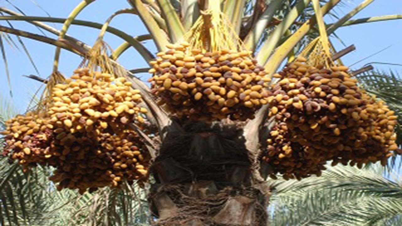 رطب