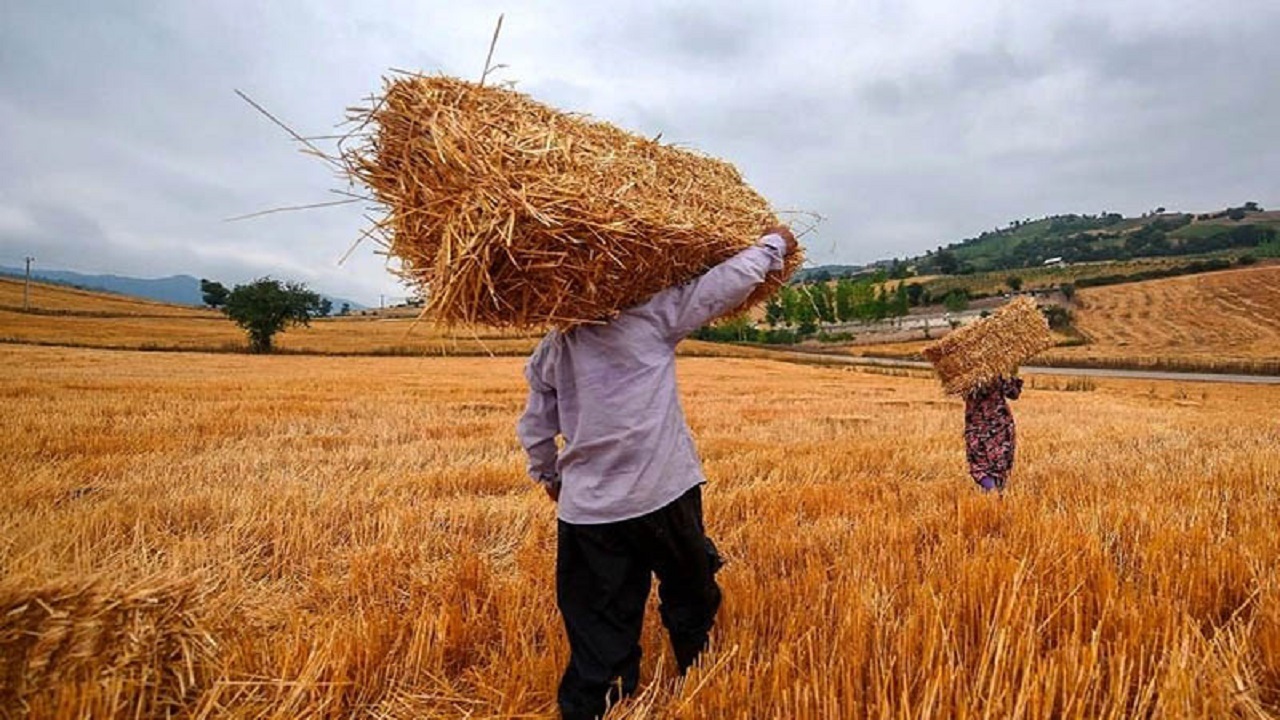 اجرای بخشنامه امهال وام‌ کشاورزان درخواست گندمکاران شد
