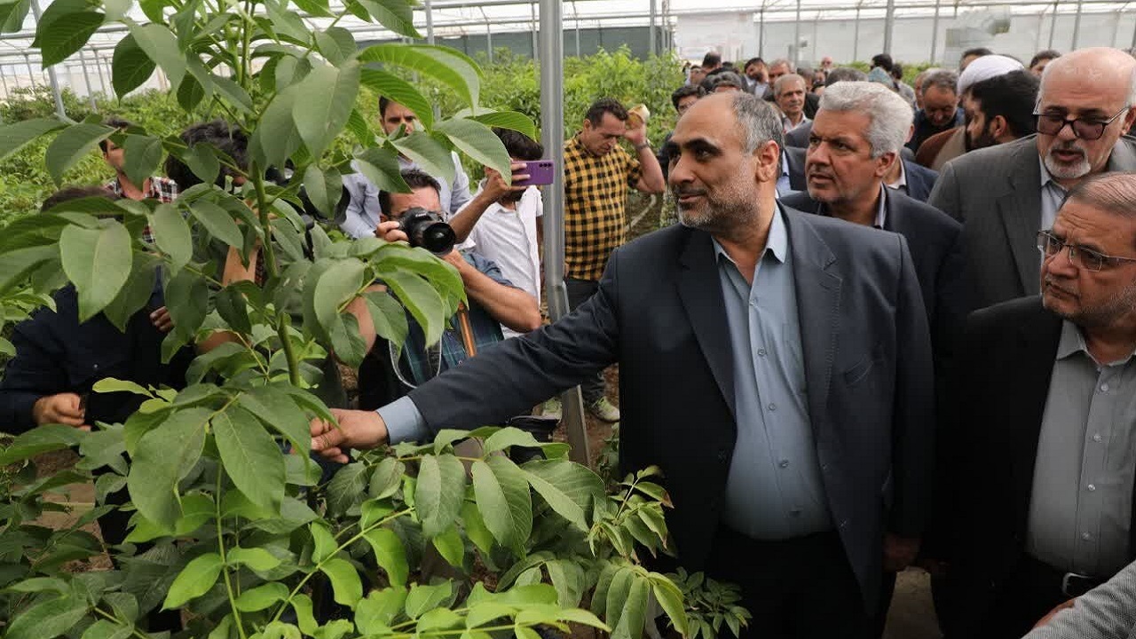 وزیر جهاد کشاورزی از نخستین زنجیره تولید نهال گردوی پیوندی کشور در تویسرکان بازدید کرد