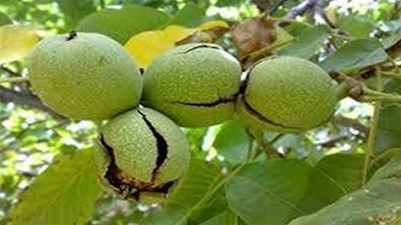 ثبت جهانی گردوی تویسرکان در فائو آخرین مراحل خود را طی می کند
