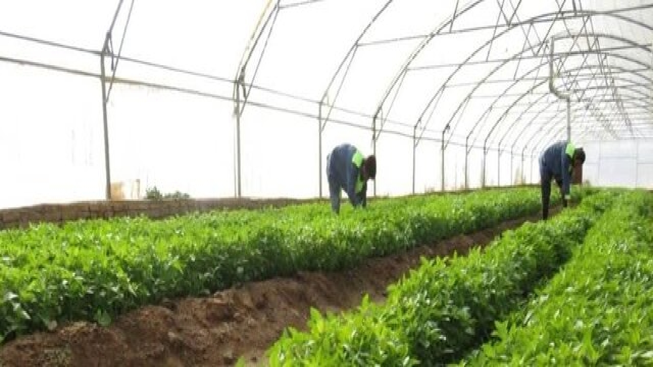تولیدبیش از  ۸۰۰ تن انواع محصولات کشاورزی و دامی توسط زندانیان خراسان رضوی