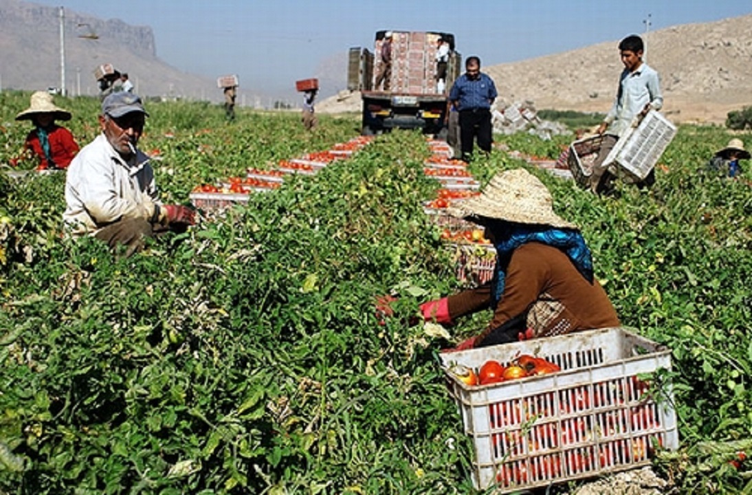 اشتغال ۳۰ درصدی بخش کشاورزی در همدان