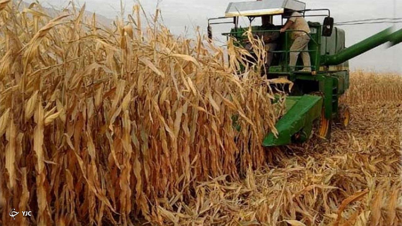 ۶ هزار و ۶۰۰ هکتار از اراضی زراعی آذربایجان‌غربی زیر کشت ذرت رفت