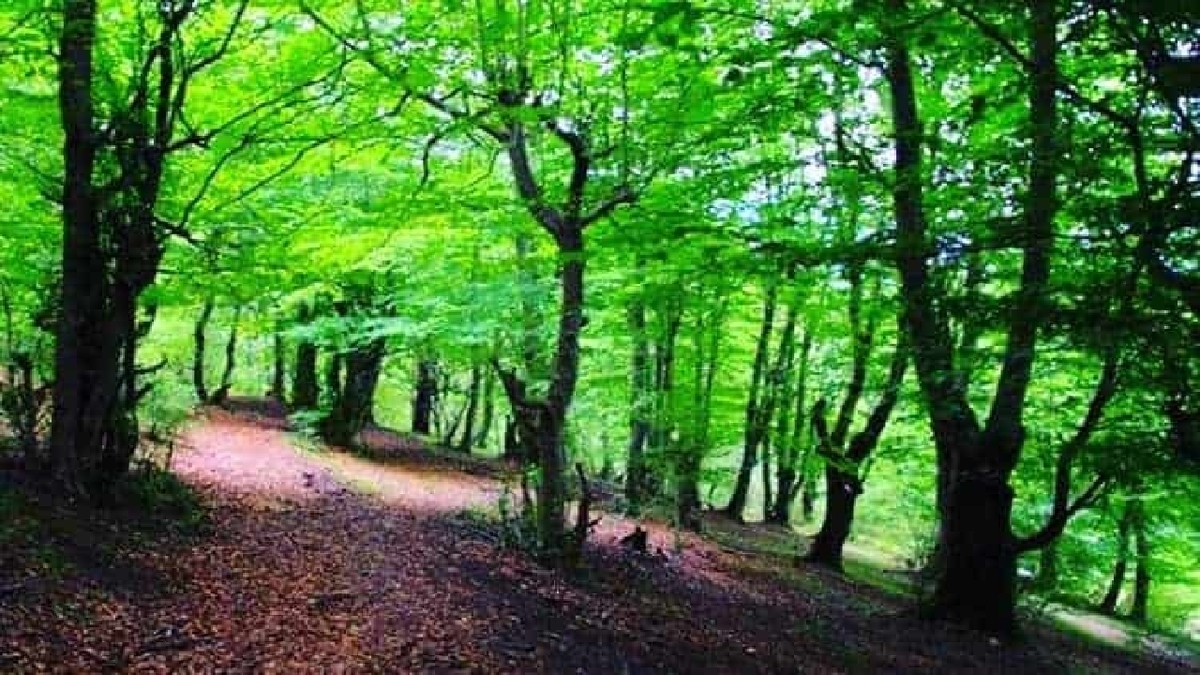 پاییز زیبای جاده سیاهکل به دیلمان + فیلم