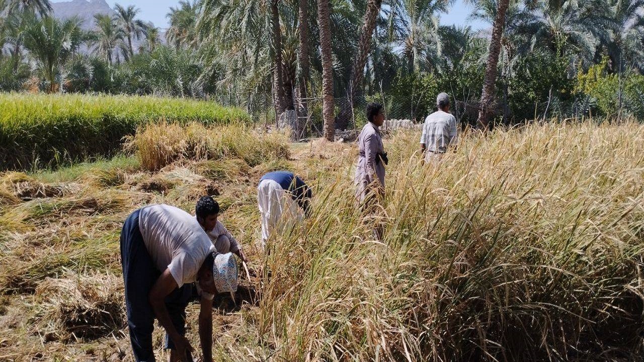 ️برداشت برنج ۳۰ هکتار از اراضی شهرستان فنوج