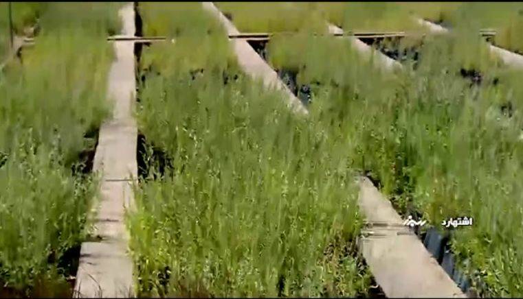 تولید بیش از ۱۶۰ میلیون اصله نهال در البرز