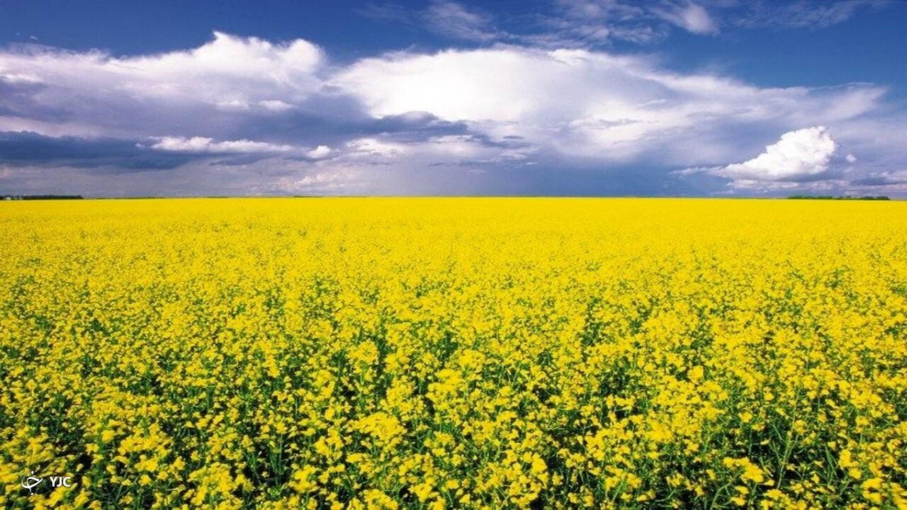 پیش بینی افزایش دو برابری سطح زیرکشت کلزا در میاندوآب