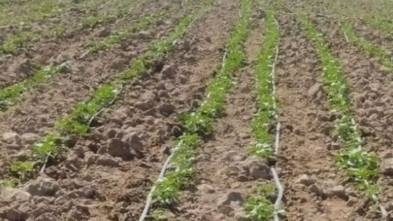 کشت ۱۰۰ هکتار آفتابگردان آجیلی در شهرستان بمپور