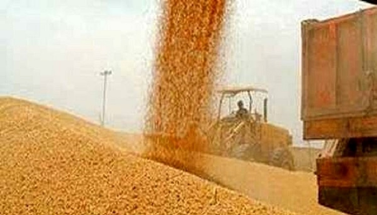 خرید ۱۱۸ هزار تن گندم از کشاورزان استان اصفهان