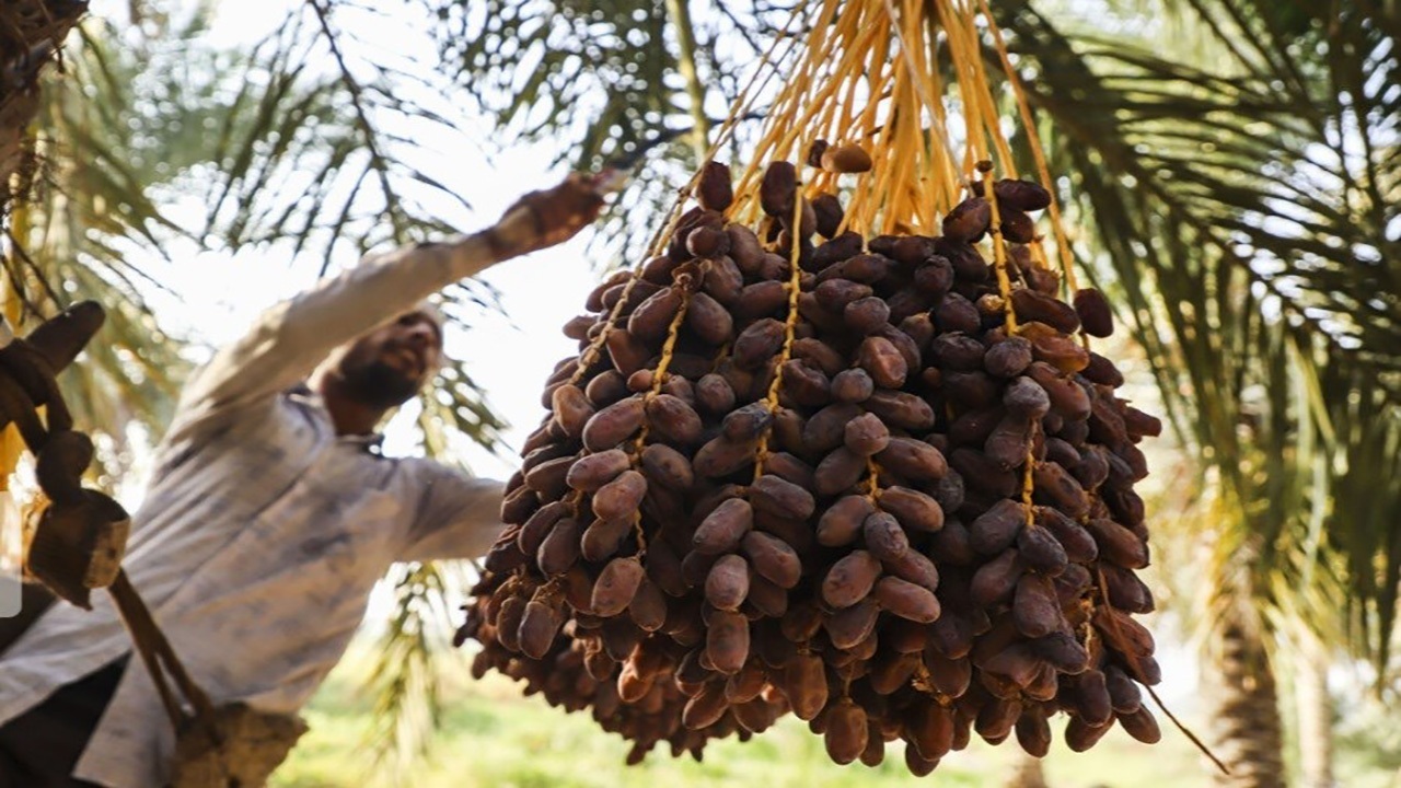 پیش بینی برداشت بیش از ۱۳ هزارتن خرما در داراب