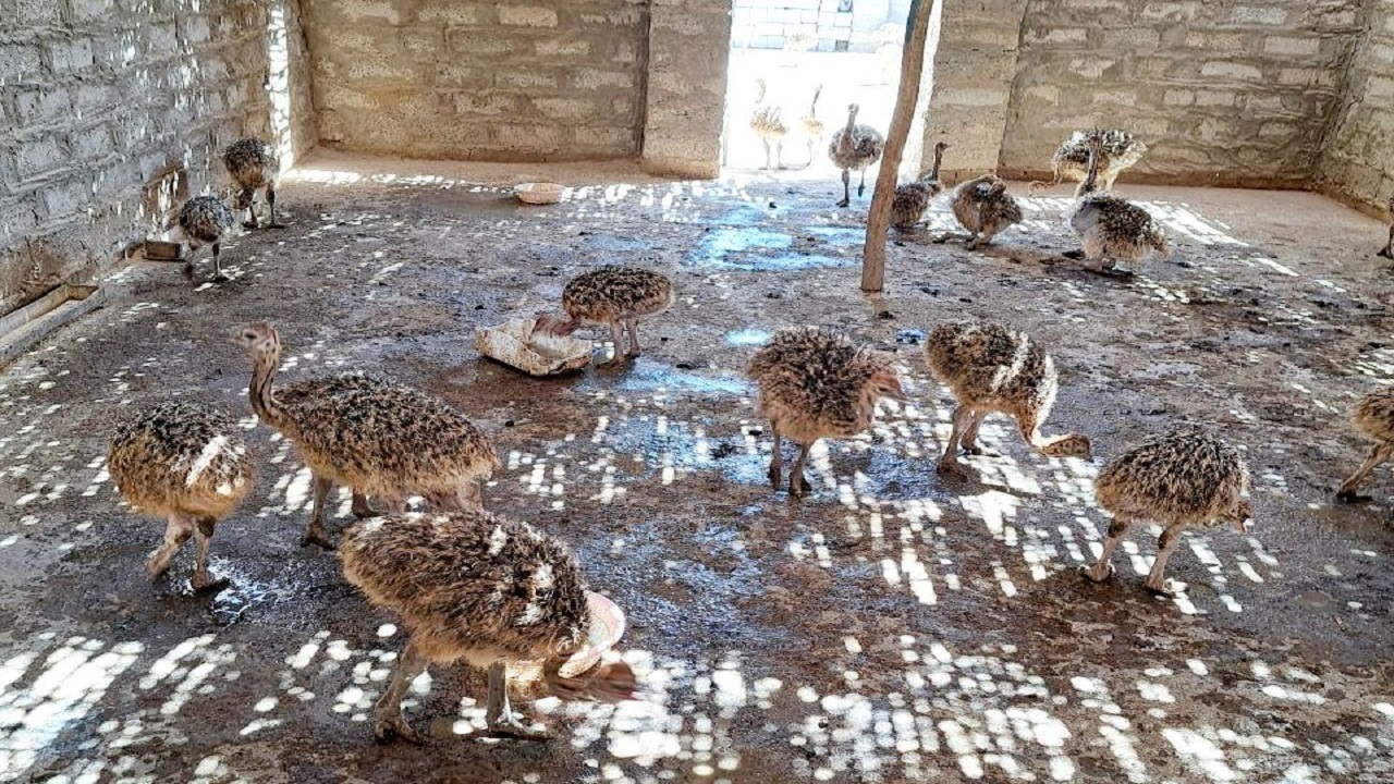 تلاش برای احیای پرورش صنعت شتر مرغ در  زاهدان
