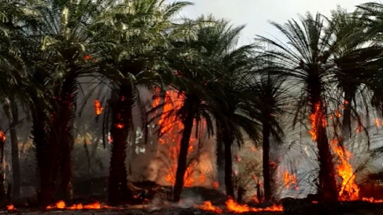 ۸۰ نخل در شادگان طعمه حریق شد