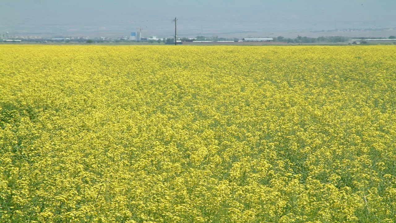 کشت دانه روغنی کلزا در مزارع کشاورزی استان قزوین
