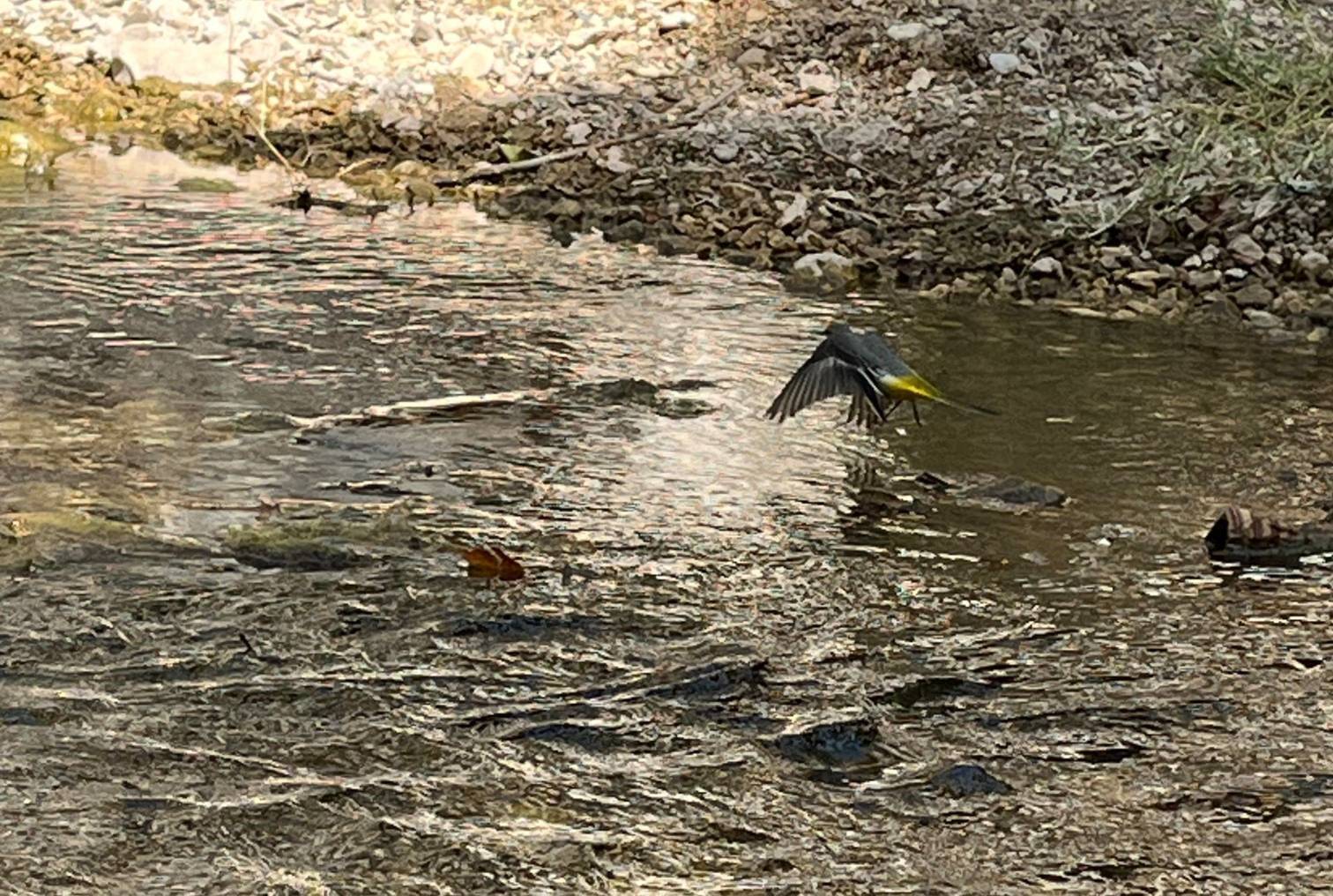 پرنده ای در رودخانه