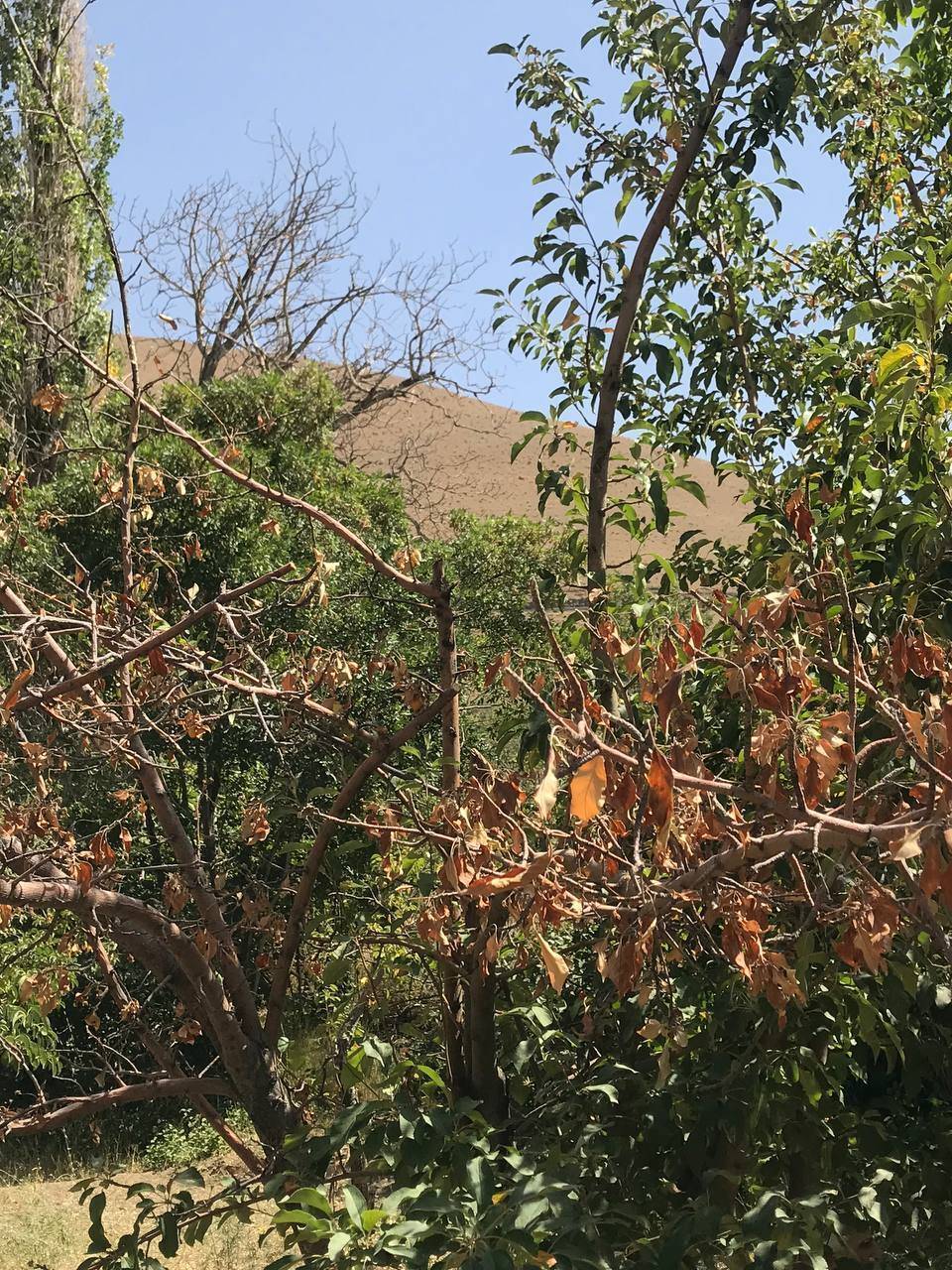 آبیاری نشدن درختان
