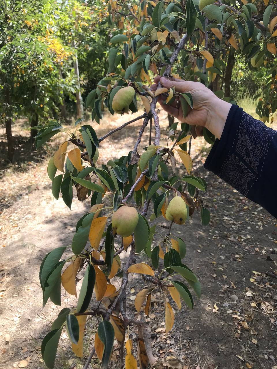 خشک شدن درختان در روستای ابهرک