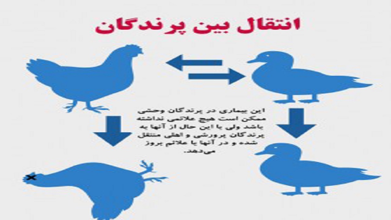 موردی از آنفلوآنزای حاد پرندگان مشاهده‌ نشده‌ است